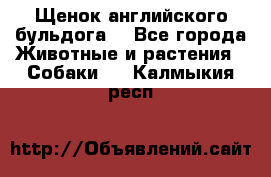 Щенок английского бульдога  - Все города Животные и растения » Собаки   . Калмыкия респ.